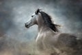 White horse portrait with long mane on dark background Royalty Free Stock Photo