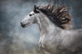 White horse portrait with long mane on dark background