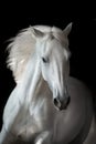 White horse portrait with long mane Royalty Free Stock Photo