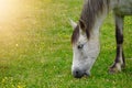 White horse portrait in the meadow in the nature Royalty Free Stock Photo