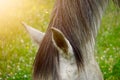 White horse portrait in the meadow in the nature Royalty Free Stock Photo