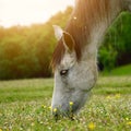 White horse portrait in the meadow in the nature Royalty Free Stock Photo