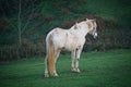 The white horse portrait in the meadow Royalty Free Stock Photo