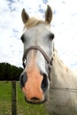 White horse portrait outdoor meadow grassland Royalty Free Stock Photo