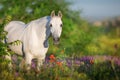 White horse portrait in flowers Royalty Free Stock Photo