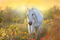 Beautiful horse on sunlight Royalty Free Stock Photo