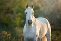 White horse portrait Royalty Free Stock Photo