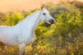 White horse in sunrise light Royalty Free Stock Photo