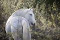 White horse portrait Royalty Free Stock Photo