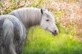 White horse portrait in spring garden Royalty Free Stock Photo