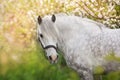 White horse portrait in spring garden Royalty Free Stock Photo