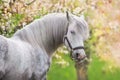 White horse portrait in spring garden Royalty Free Stock Photo