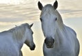 White horse portrait on sunset sky background. Close up. Royalty Free Stock Photo