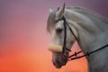 White Horse portrait at sunset. Royalty Free Stock Photo