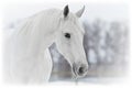 White horse portrait in winter Royalty Free Stock Photo