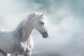 White horse portret on fog background. Copy space.