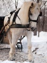 White horse pulling sleigh Royalty Free Stock Photo