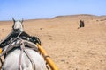 A white horse pulls a wagon in the desert near the pyramids of Giza Royalty Free Stock Photo