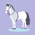 White horse on purple background with halter. Domestic animal illustration. Equestrian theme and horse breeding vector Royalty Free Stock Photo