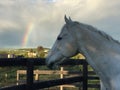 White horse and Rainbow with storm clouds and blue sky Royalty Free Stock Photo