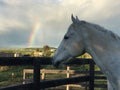 White horse and Rainbow with storm clouds and blue sky Royalty Free Stock Photo