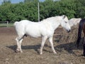 White horse raises his leg