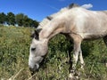 Horse, reaching over a fence, to eat the grass near, Tong, Yorkshire, UK Royalty Free Stock Photo