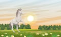 The white horse reared up. Grass field in daisies. Equus ferus caballus
