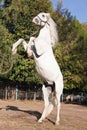 White horse rearing Royalty Free Stock Photo