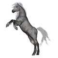 White horse rearing - 3D render Royalty Free Stock Photo