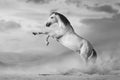 White horse rearing up Royalty Free Stock Photo