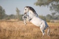 White horse rearing up Royalty Free Stock Photo