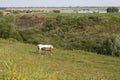 A white horse with a red foal, a farm animal grazes in a meadow. Rural life in nature, a pair of horses graze Royalty Free Stock Photo