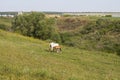 White horse with red foal grazing. A pair of horses graze in the countryside on a green meadow