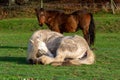 A white horse resting in green grass. Picture from Vomb, Scania, Sweden Royalty Free Stock Photo
