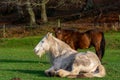 A white horse resting in green grass. Picture from Vomb, Scania, Sweden Royalty Free Stock Photo