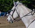 White horse with riding tack