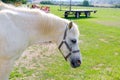 White horse rpofile portrait outdoor meadow Royalty Free Stock Photo