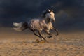 White horse run on dark background Royalty Free Stock Photo