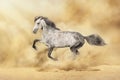 White horse run in desert Royalty Free Stock Photo