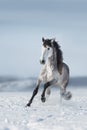 White horse run fast in snow Royalty Free Stock Photo