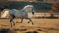 White horse run forward. Picture presenting the galloping white horse. AI Generative Royalty Free Stock Photo