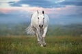 White horse at sunset Royalty Free Stock Photo