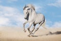 White horse run gallop Royalty Free Stock Photo
