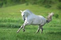 White horse run gallop Royalty Free Stock Photo