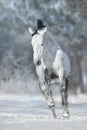 White horse run in snow field Royalty Free Stock Photo