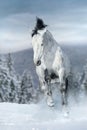 White horse run in snow Royalty Free Stock Photo