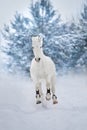 horse run in snow Royalty Free Stock Photo