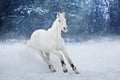 White horse run Royalty Free Stock Photo