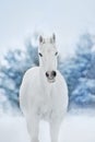 White horse in snow Royalty Free Stock Photo